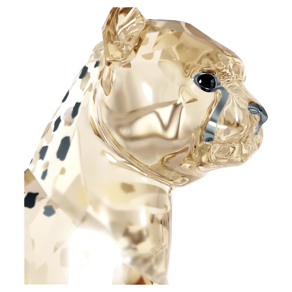 Elegance of Africa SCS Cheetah Baby Jabari
