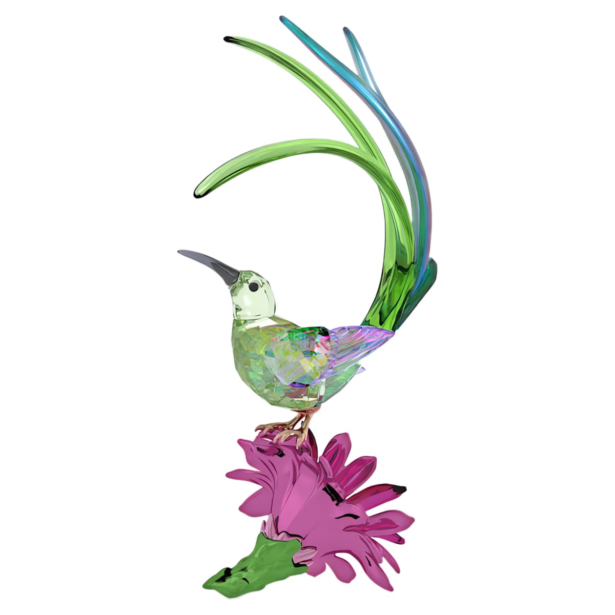 Idyllia Zuckerpapagei und Kaktusblüte