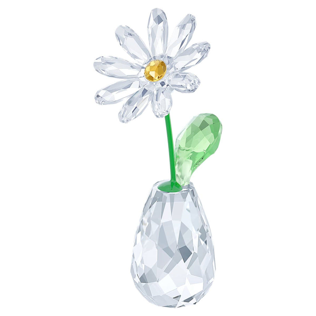 Rêves Fleuris Marguerite