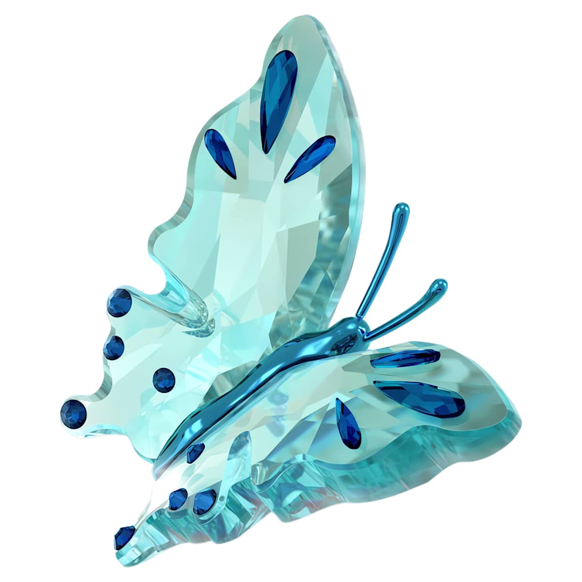 Papillon Idyllia