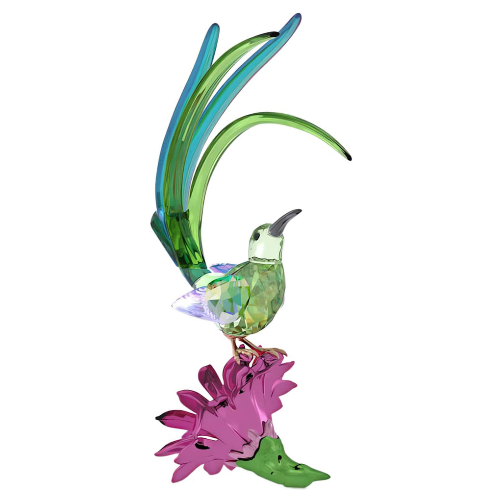 Idyllia Zuckerpapagei und Kaktusblüte